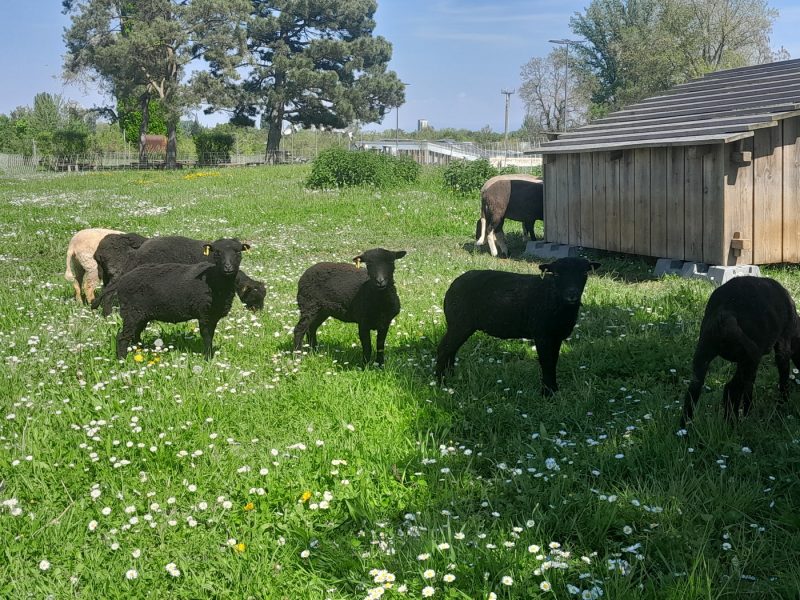 moutons d&rsquo;Ouessant noir campus UHA