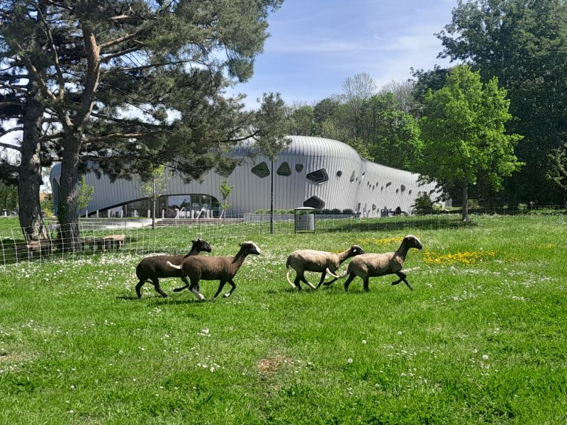 moutons ouessant, bizet, mulhouse campus mignon