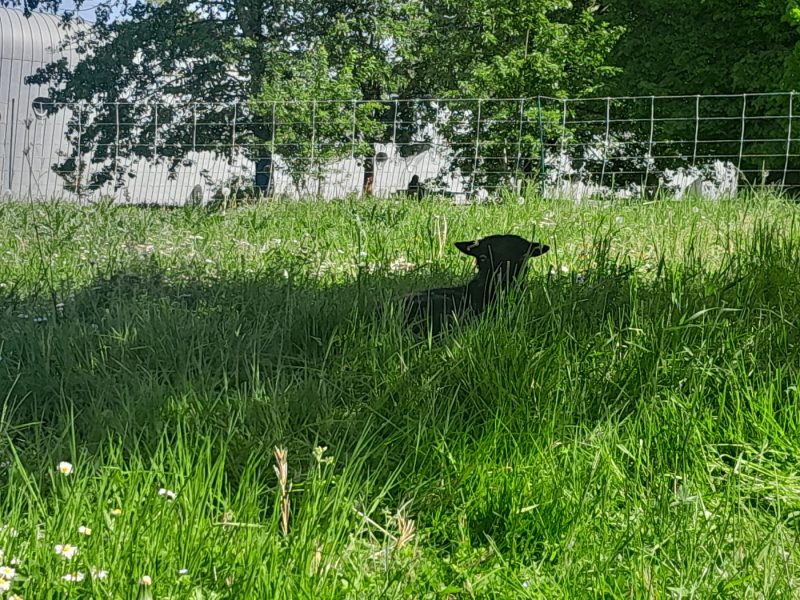 moutons éco-pâturage campus mulhouse Ouessant