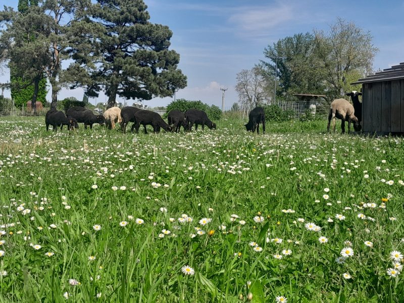 moutons mulhouse campus UHA