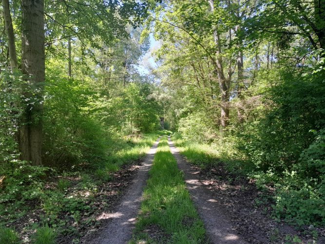 Dans la zone naturelle de Greffern autre côté du Rhin Allemagne