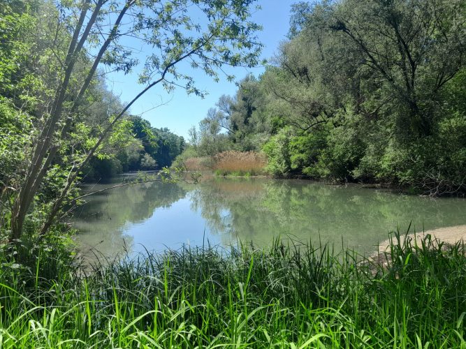 étang rhin zone naturelle Greffern Allemagne