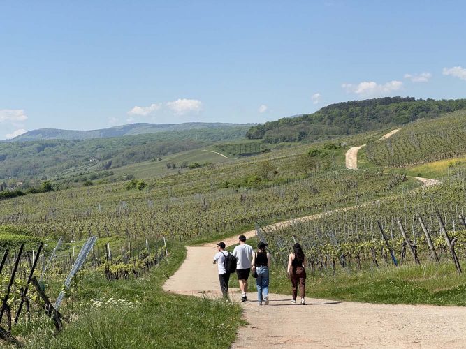 vignoble mossig bistrot champetre