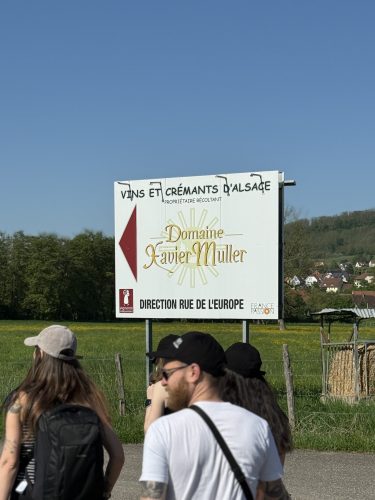 Mossig vignoble office du tourisme vins vingerons plaine IMG_4747 2