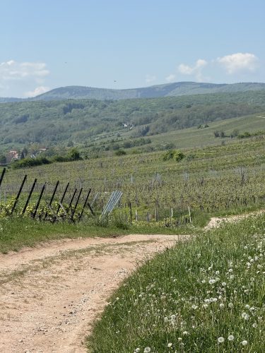 Mossig vignoble office du tourisme vins vingerons plaine IMG_4901