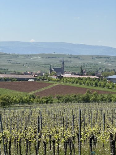Mossig vignoble office du tourisme vins vingerons plaine IMG_4903