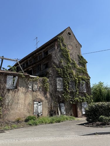 Mossig vignoble office du tourisme vins vingerons plaine IMG_4947