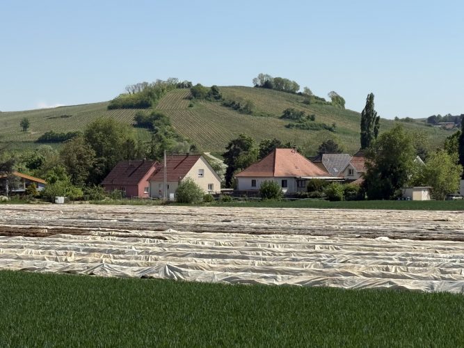 Mossig vignoble office du tourisme vins vingerons plaine IMG_4981