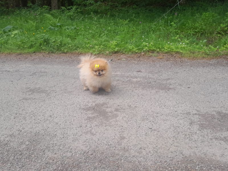 mini chien noeud jaune