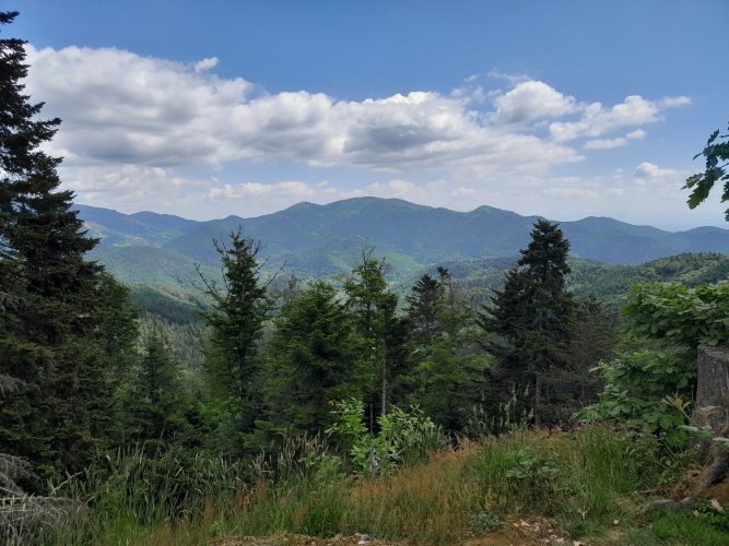 Forêt montagne Moosch