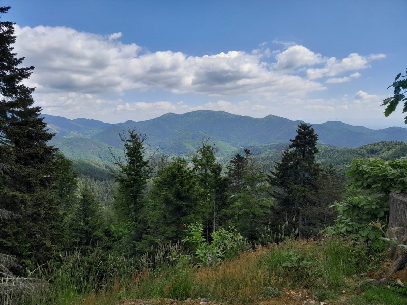 Forêt montagne Moosch