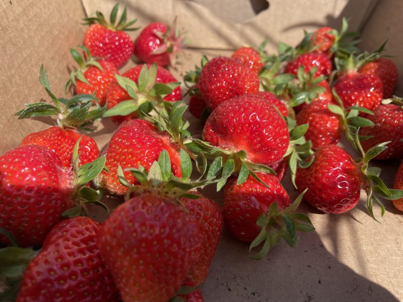 IMG_8106 fraises cueillette