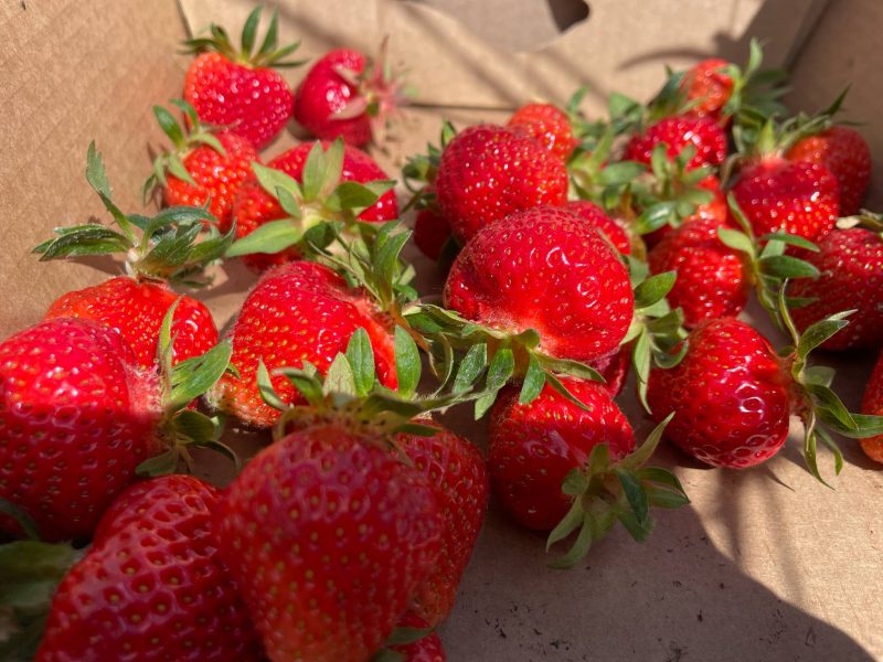 cuiellette de fraises ferme hermann (4)