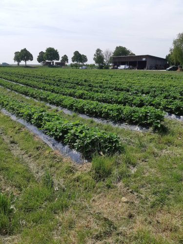 FERME HECKMANN champ de fraises