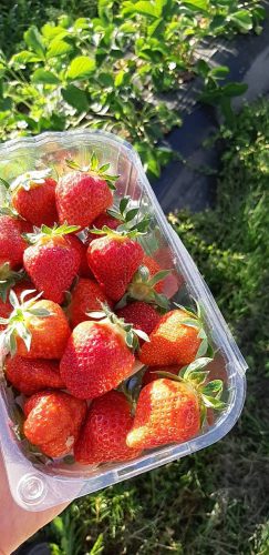 FERME HECKMANN fraises biologiques
