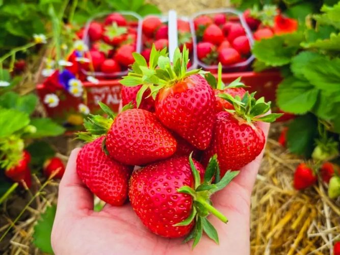 ferme kessler fraises