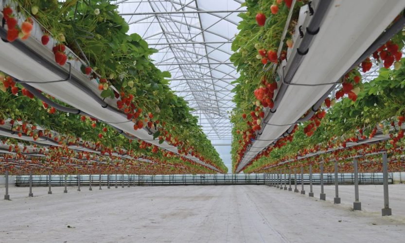 Jardin des fraises nordhouse jardins suspendus