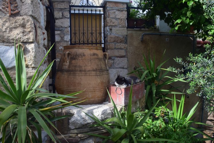 Chat Athènes