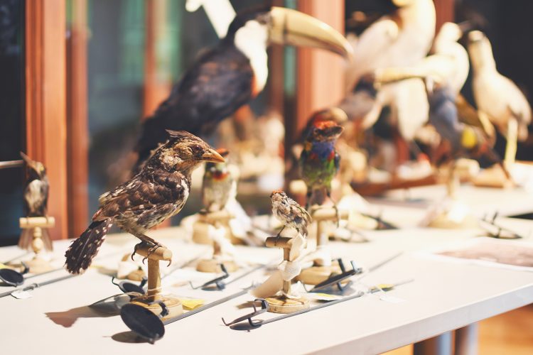 Musée zoologique jardin des sciences (12)
