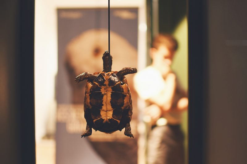 Musée zoologique jardin des sciences (39)