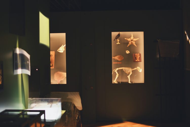 Musée zoologique jardin des sciences (47)