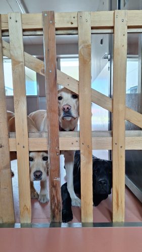 chiens guides Cernay