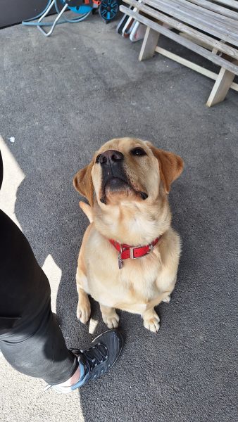 chiens guides Cernay