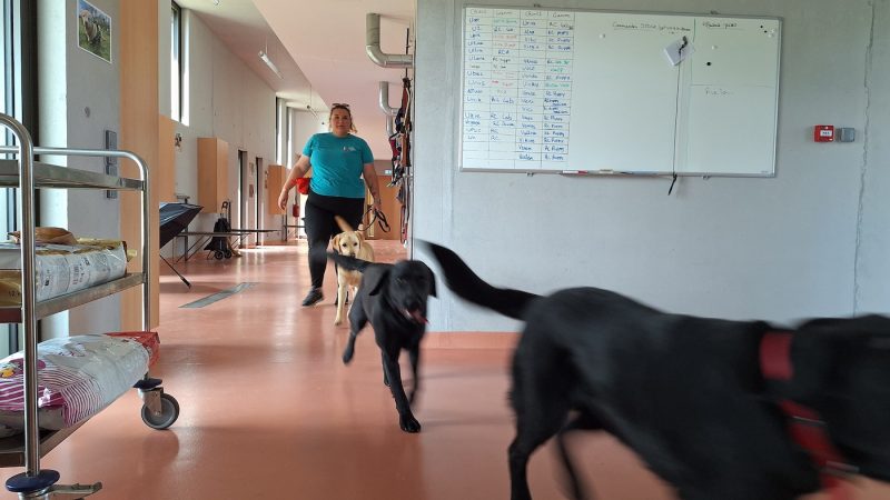 chiens guides Cernay