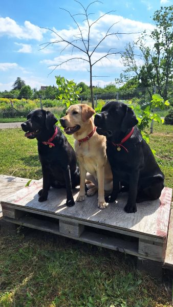chiens guides Cernay