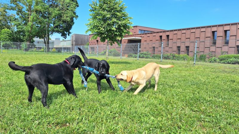chiens guides Cernay