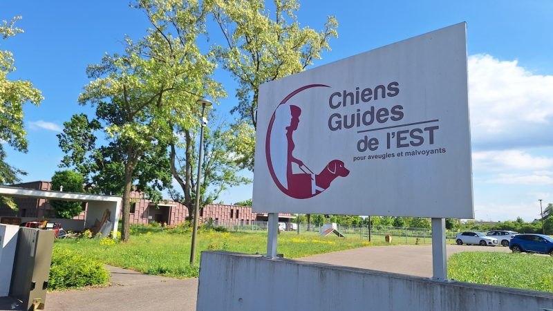 chiens guides Cernay
