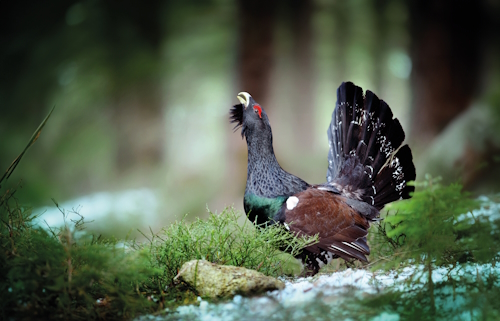 grand_tetras vosges