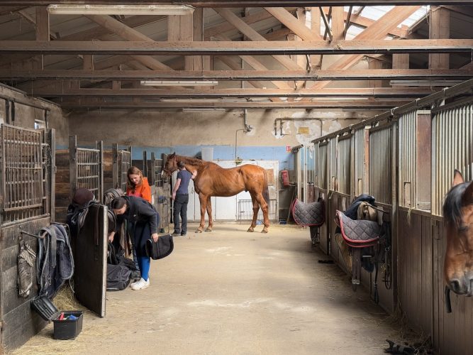 Cheval eckwersheim poney, course, écurieIMG_1612