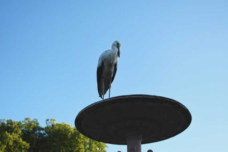 cigogne Parc Orangerie verdure végétal plantes nature (71)