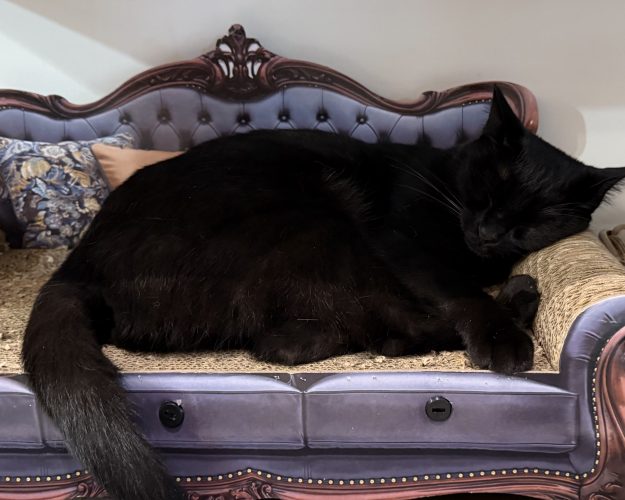Agatha Mon Chat Pitre