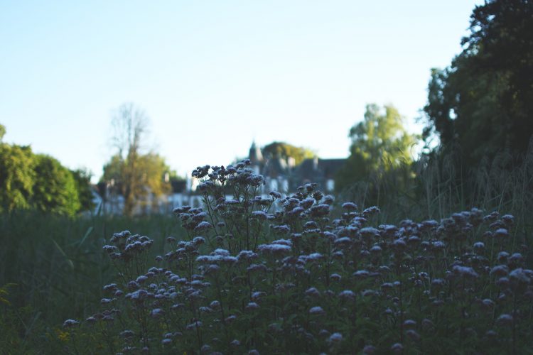 Parc Pourtalès (11)