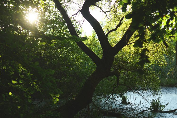 Parc Pourtalès (27)