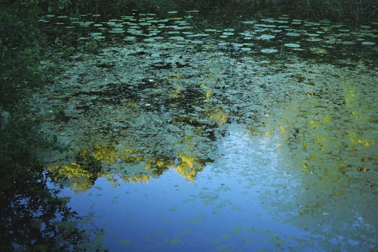 Parc Pourtalès (3) étang eau nénuphar