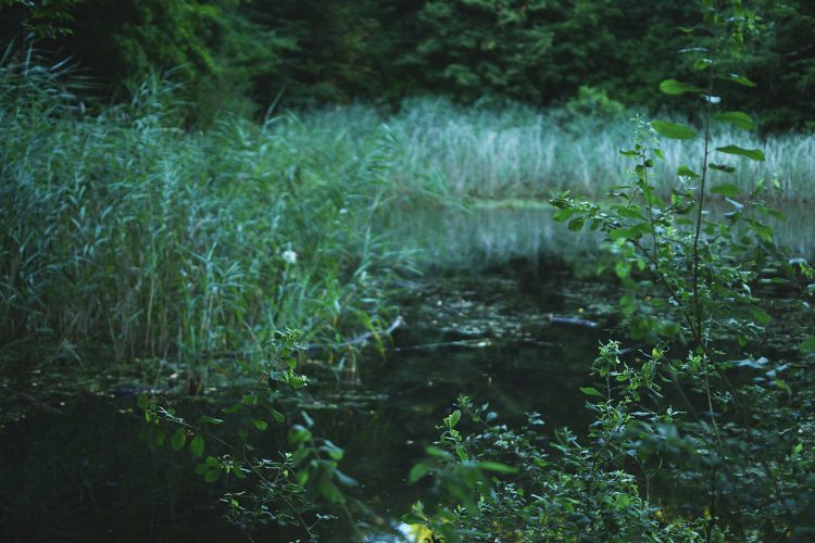 Parc Pourtalès (5)