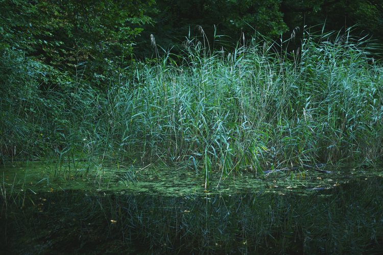 Parc Pourtalès (6)