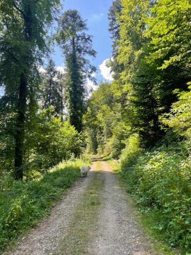 Chemin forestier Mencke Julia Wencker (1)