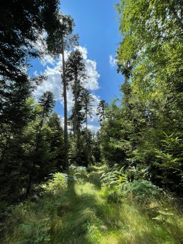 Chemin forestier Mencke Julia Wencker (3)