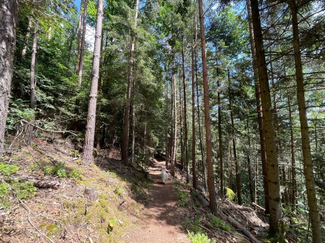 Chemin forestier Mencke Julia Wencker (5)