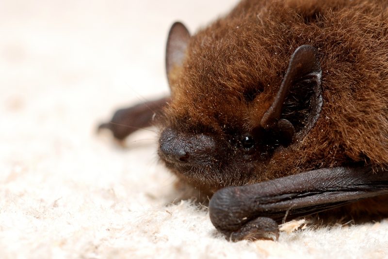 chauve-souris