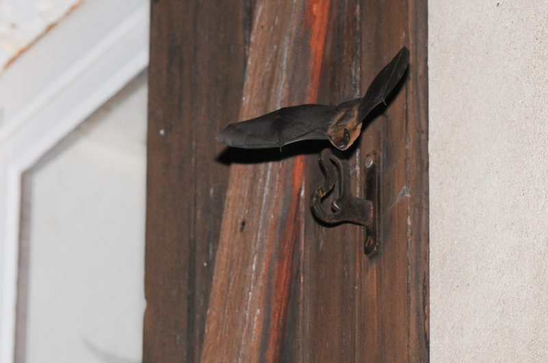 chauve-souris