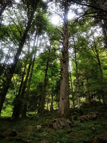 foret-vosges