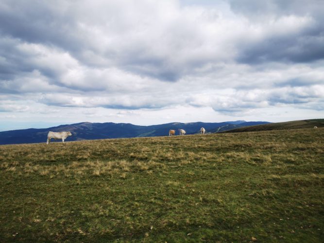 taureau-vosges
