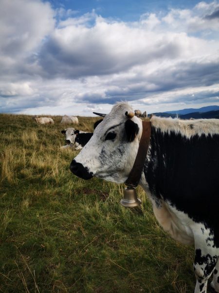 vosgienne-vache-vosges