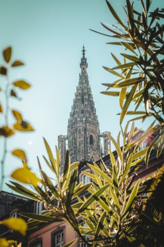 cathédrale Notre-Dame avec végétation