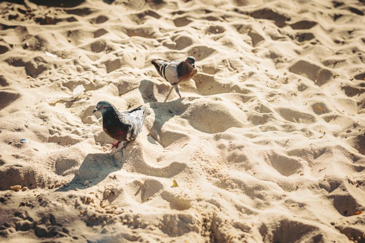 Couple de pigeons sur le sable